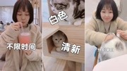 网红猫michael表情包