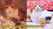 白橘猫得癌症化疗后仍坚持照顾两只流浪小猫,让人佩服又感动!生活完整版视频在线观看爱奇艺