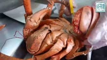 堪比变异蜘蛛般大的椰子蟹，在日本最受欢迎的海鲜