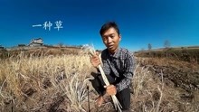 自然栽培实验：旱稻的一生（纪录短片：2019年6月~10月）