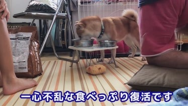 柴犬小春 食欲不振时大春也很头疼 狗狗食品杂谈 生活 完整版视频在线观看 爱奇艺