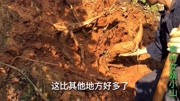 小山和老丈人去山间挖葛根,遍地都是葛藤,来看看葛根长什么样的生活完整版视频在线观看爱奇艺