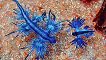 这种生物你见过吗？它的外表是蓝色的，被人们称为“大西洋海神”