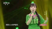 王二妮演唱荞麦花曲谱_王二妮荞麦花