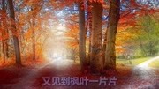 一首经典歌曲《枫叶情》音乐背景音乐视频音乐爱奇艺