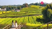 宜宾南溪仙临镇五粮液农业观光园的红高粱种植基地,油菜花开了资讯搜索最新资讯爱奇艺