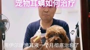 宠物得了耳螨怎么办,遛狗大叔用滴耳液对泰迪用药一个月彻底治愈生活完整版视频在线观看爱奇艺