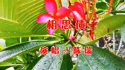 陈瑞一首《相思债》忧伤的旋律,悦耳抒情,令人久久回味!音乐背景音乐视频音乐爱奇艺