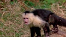 一只野猴子引发病毒灾难迅速传播，影片内容过于真实