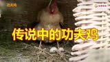 母鸡看到主人马上伸手遮住鸡蛋 网友动画片里的功夫鸡是真实存在的