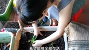 宝妈贪便宜15元网购香蕉草莓苗,阳台上试种,能结出香蕉味草莓吗生活完整版视频在线观看爱奇艺