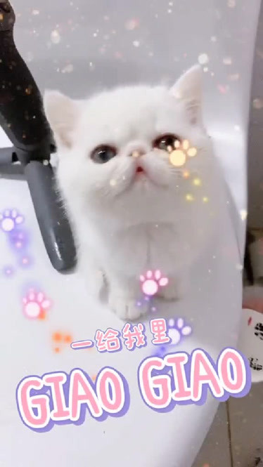 圆圆可爱吗dou小助手抖音宠物猫咪猫咪日常猫爷加菲猫加菲猫加菲猫
