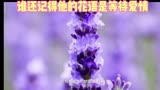完整版   许绍洋演唱《花香》80后的回忆   电视剧《薰衣草》的主题曲