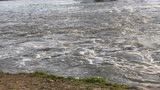 一条大鱼海棠