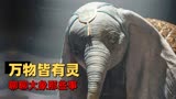 小飞象：充满了灵性与智慧的生物，展开说说大象那些事儿