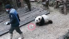 熊猫宝宝按顺序“课程”，代理奶爸却忽略了奖励，下一秒充满委屈