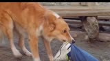 《灵犬宾果》拥有一只身怀绝技的狗是一种什么样的体验