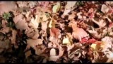 音乐天才陈百强《等》配上周润发
《秋天的童话》优美歌声完美融合，
经典不可多得