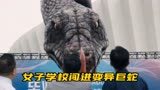 巨蛇闯女校：女子空乘学校闯进变异巨蛇，这下惨了。（2）