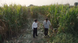 山河锦绣：县里需征用贫困村的土地做木耳基地，村支书却要种水稻