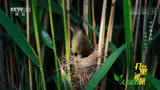 大杜鹃比大苇莺提前出壳，幼鸟将其他卵挤出巢穴！来看人与自然