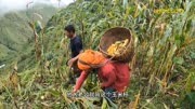 尼泊尔深山区幸福女人家收玉米，女儿在家做饭，炒菜有模有样