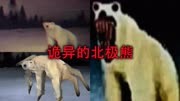 这是国外最恐怖的图片之一，诡异北极熊，被核辐射后产生的怪物！