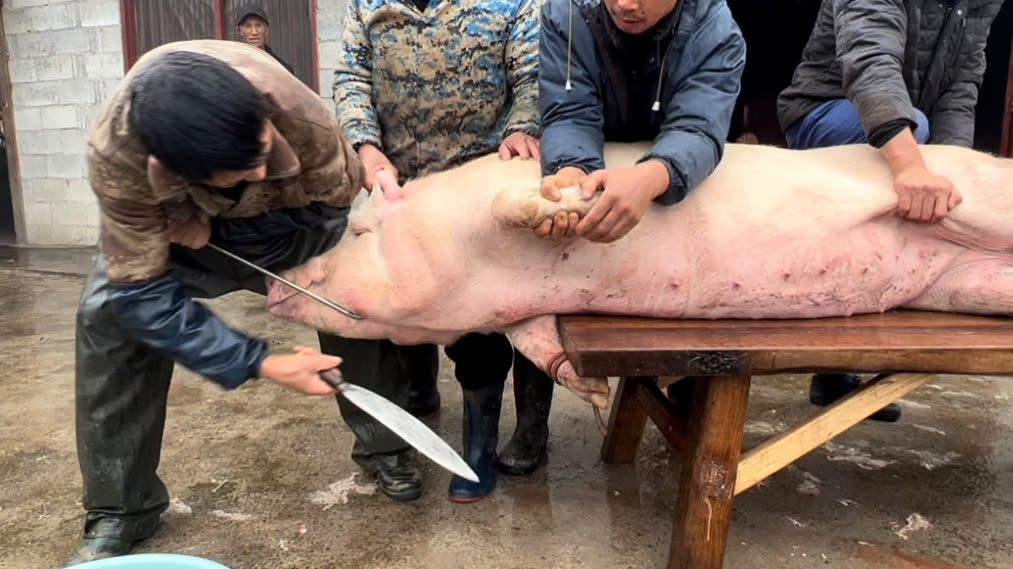 高手果然在民间屠夫杀猪还真有几把刷子手落刀起下手稳准狠(2024