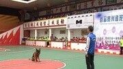 专业从事训犬、名犬销售、宠物寄养贵州至宝唯品犬业有限公司资讯搜索最新资讯爱奇艺