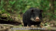 热带雨林里跟猪长得很像的白唇西猯纪录片完整版视频在线观看爱奇艺