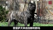 全球十大恶犬排行榜,有些大型犬类连国家都禁止养它生活完整版视频在线观看爱奇艺