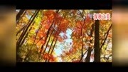 深秋之美琵琶人说山西好风光娱乐完整版视频在线观看爱奇艺