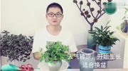 白脉椒草吊兰,换盆后效果就是不一样,立马高大上生活完整版视频在线观看爱奇艺