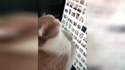 主人给橘猫看它小时候的照片,胖成球的橘猫:你确定这是我?原创完整版视频在线观看爱奇艺