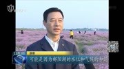 江西:蓼子花竞相绽放 鄱阳湖花海奇观原创完整版视频在线观看爱奇艺