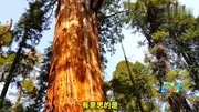 世界上最古老的红杉树,树龄3200年,被称为树木中的“总统先生”!游戏完整版视频在线观看爱奇艺