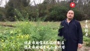 农村剩男对着牛唱我的快乐就是想你,离光棍还