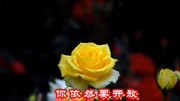 《黄玫瑰》真好听音乐高清MV在线观看–爱奇艺