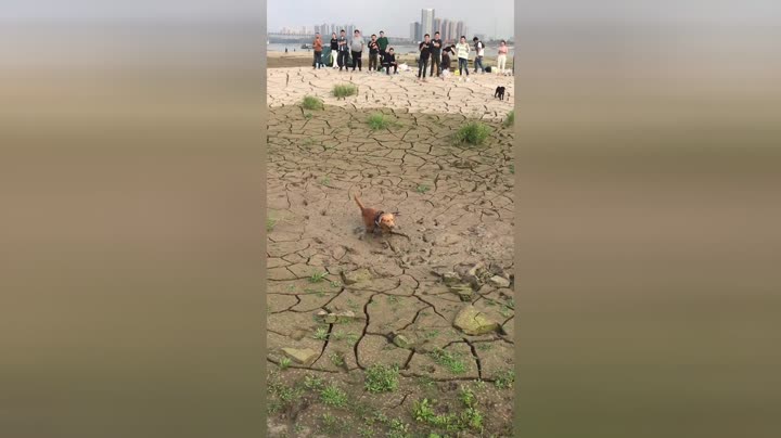甄君生活趣