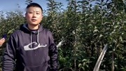 维纳斯黄金苹果苗拉枝角度多少为最佳生活完整版视频在线观看爱奇艺