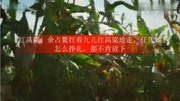 红高粱:余占鳌扛着九儿往高粱地走,任凭她怎么挣扎,都不肯放下娱乐完整版视频在线观看爱奇艺