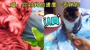 猫的速度【上】喵:你对我的速度一无所知!天下武功,唯快不破.搞笑完整版视频在线观看爱奇艺