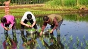 大家每天都会吃的大米,它是怎么来的呢,视频告诉你,看完别吃惊生活完整版视频在线观看爱奇艺