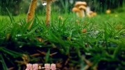 《放不下的情缘》完整版#情感音乐音乐背景音乐视频音乐爱奇艺