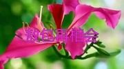 一首《敖包再相会》忧扬动听,天籁之声,听醉无数人.音乐背景音乐视频音乐爱奇艺