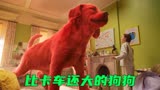 《大红狗》比卡车还大的大红狗，超级可爱，却被坏人盯上
