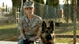 战犬瑞克斯：军犬欲寻找主人，不料对方早已去世，它该何去何从