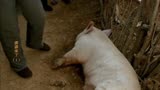 婆婆来了：小猪两天没吃食，躺地上颤颤，大娘穿针引线竟治好它