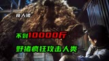 《食人猪》小猪仔变成了烤乳猪，野猪父亲开始报复人类