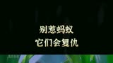 要让熊孩子付出代价别惹蚂蚁